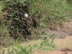 Chiromantis xerampelina