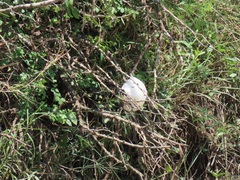 Chiromantis xerampelina