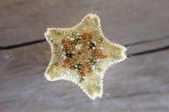 Asterina phylactica