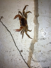 Geograpsus grayi