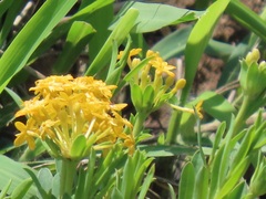 Lasiosiphon capitatus