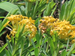 Lasiosiphon capitatus