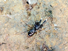 Phrurolinillus lisboensis