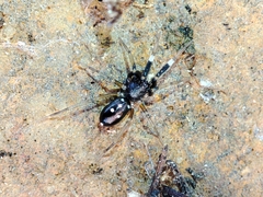 Phrurolinillus lisboensis