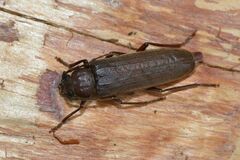 Arhopalus rusticus