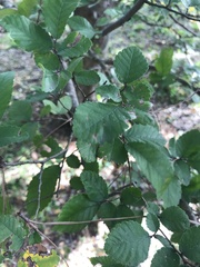 Planera aquatica