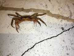 Geograpsus grayi