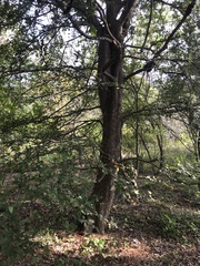Planera aquatica