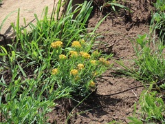 Lasiosiphon capitatus