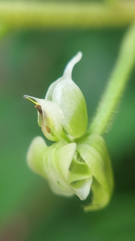 Ponthieva rostrata