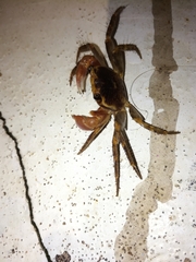 Geograpsus grayi