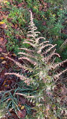 Artemisia vulgaris