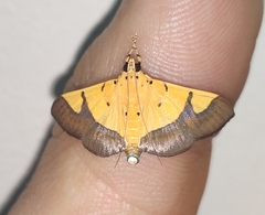 Endocrossis flavibasalis