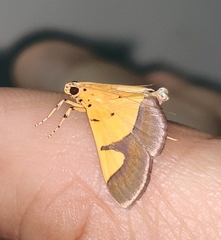 Endocrossis flavibasalis