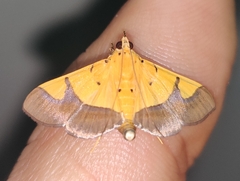 Endocrossis flavibasalis