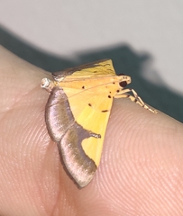 Endocrossis flavibasalis