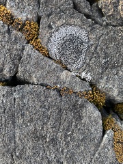 Schistidium maritimum