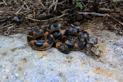 Leptodeira splendida splendida