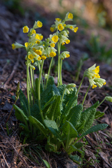 Primula veris macrocalyx