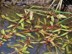 Ludwigia adscendens diffusa