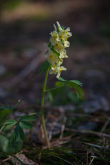 Corydalis bracteata