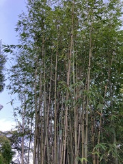 Phyllostachys bambusoides