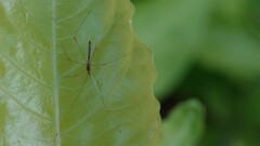 Pneustocerus gravelyi