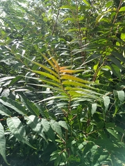 Ailanthus altissima