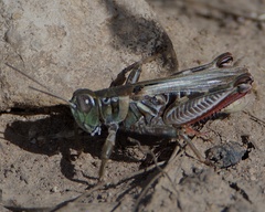 Melanoplus gladstoni