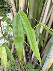 Phyllostachys bambusoides