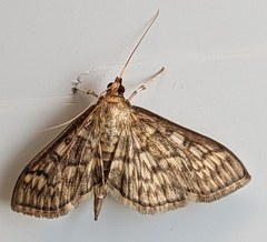 Herpetogramma pertextalis
