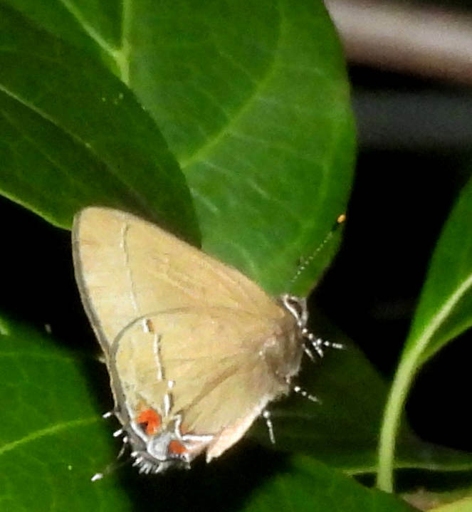 Common Groundstreak