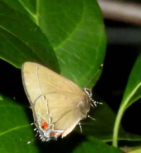 Common Groundstreak