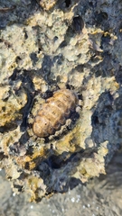 Acanthopleura