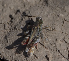 Melanoplus gladstoni