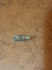 Moodna ostrinella