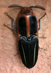 Hemirhipus lineatus