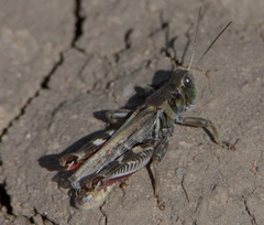 Melanoplus gladstoni