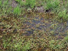 Ludwigia adscendens diffusa