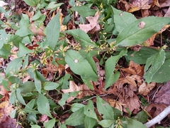 Solidago flexicaulis