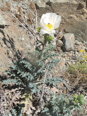 Argemone hunnemannii