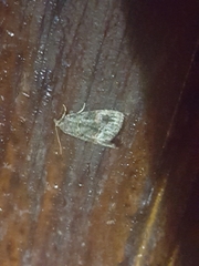 Protodeltote muscosula