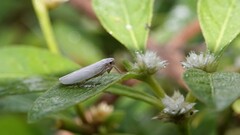 Cofana spectra