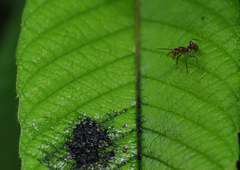 Ectatomma tuberculatum