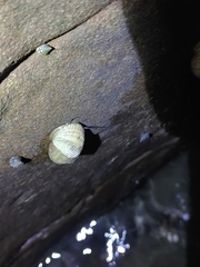 Nerita plicata