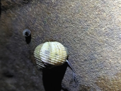 Nerita plicata