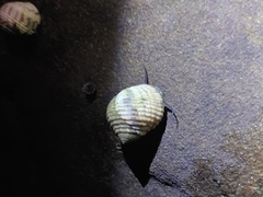 Nerita plicata