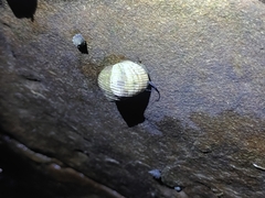 Nerita plicata