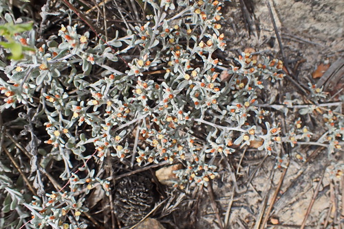 Image of Helichrysum tinctum by no rights reserved