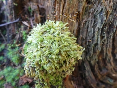 Bryopsida
